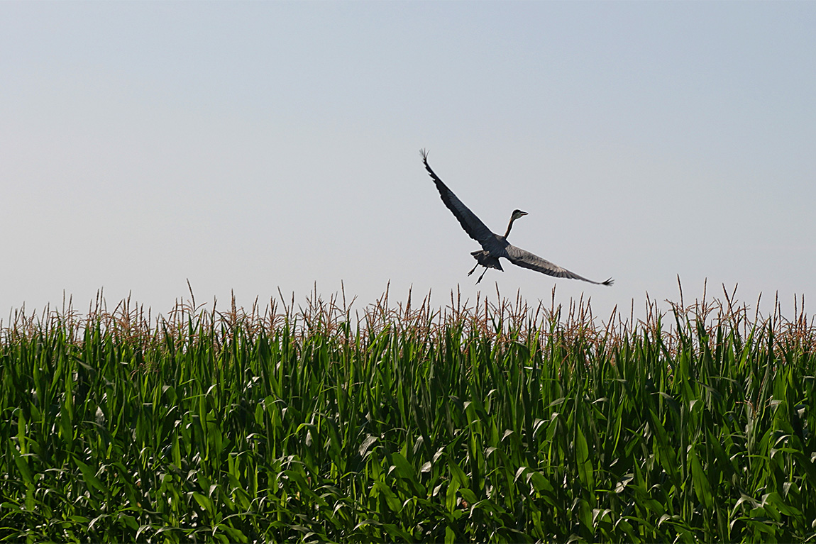 Great blue heron emerging from cornfield
