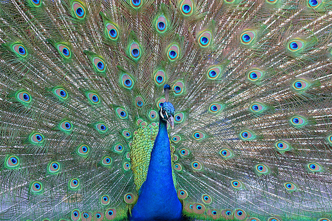 Close-up of peacock