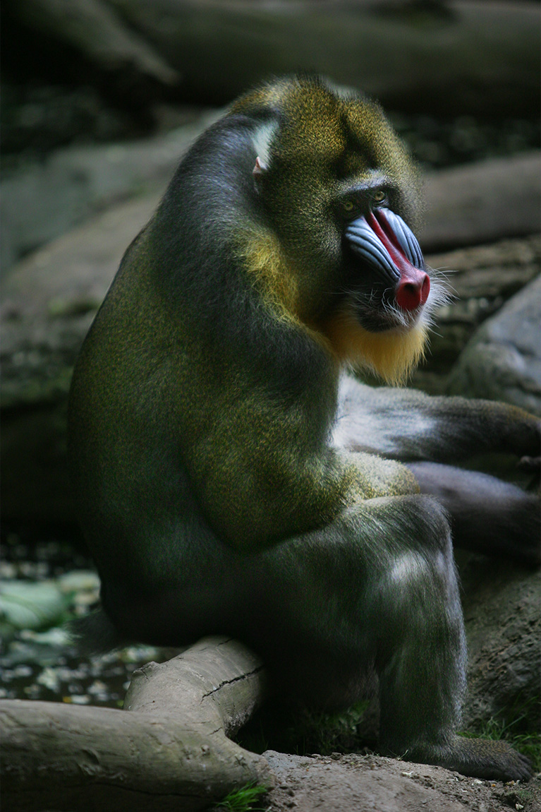 Baboon portrait